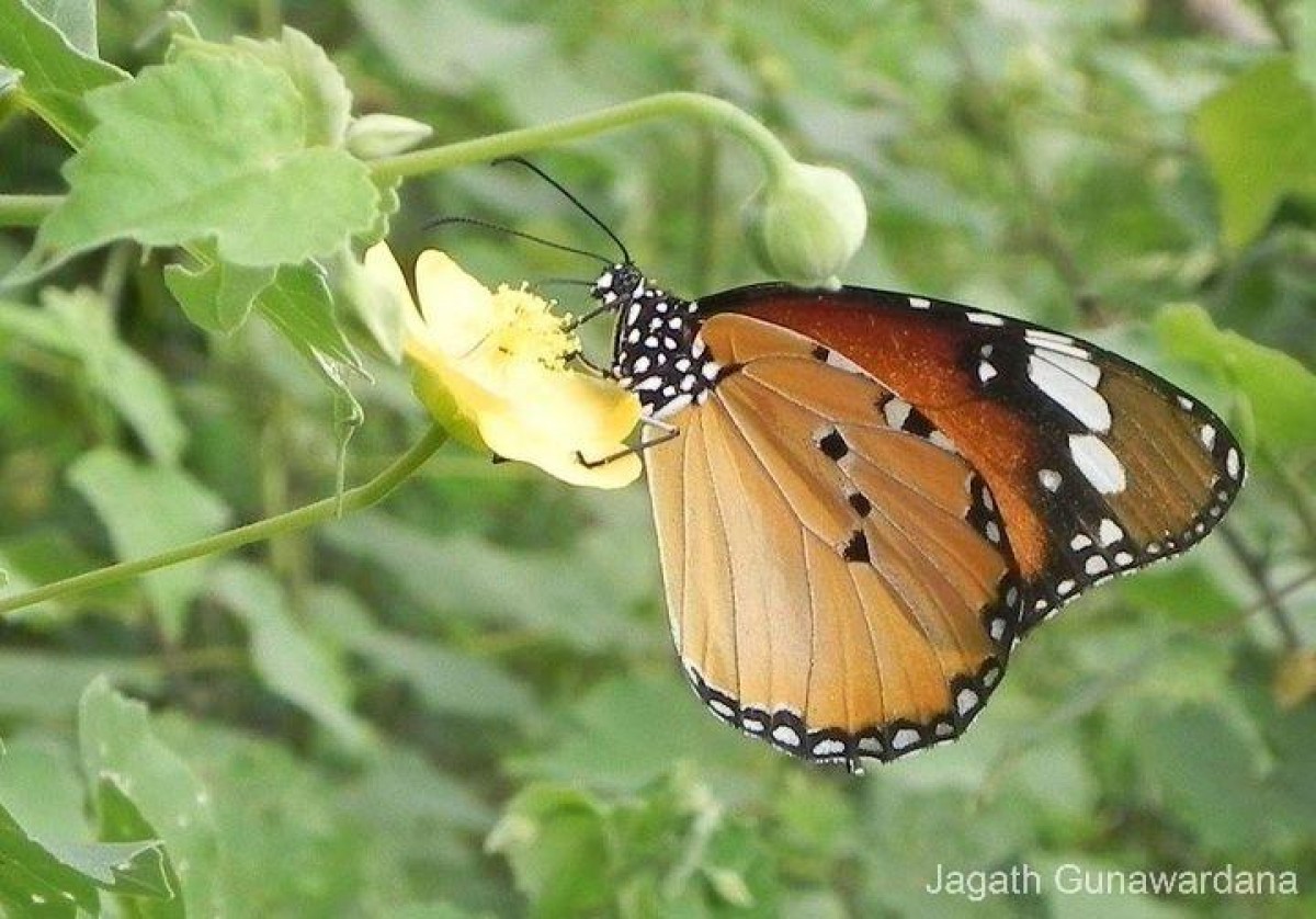 Danaus chrysippus Linnaeus, 1758